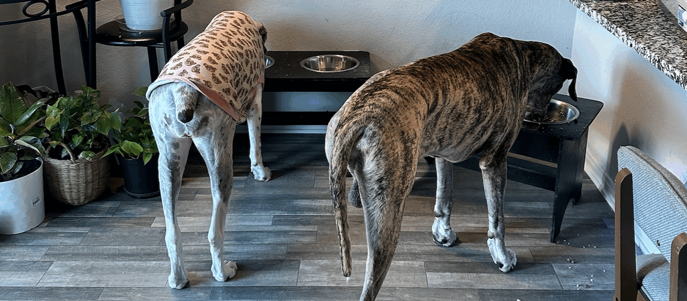 June 23-26, 2025 – Dior’s First Chemo & A Wound That Wouldn’t Quit